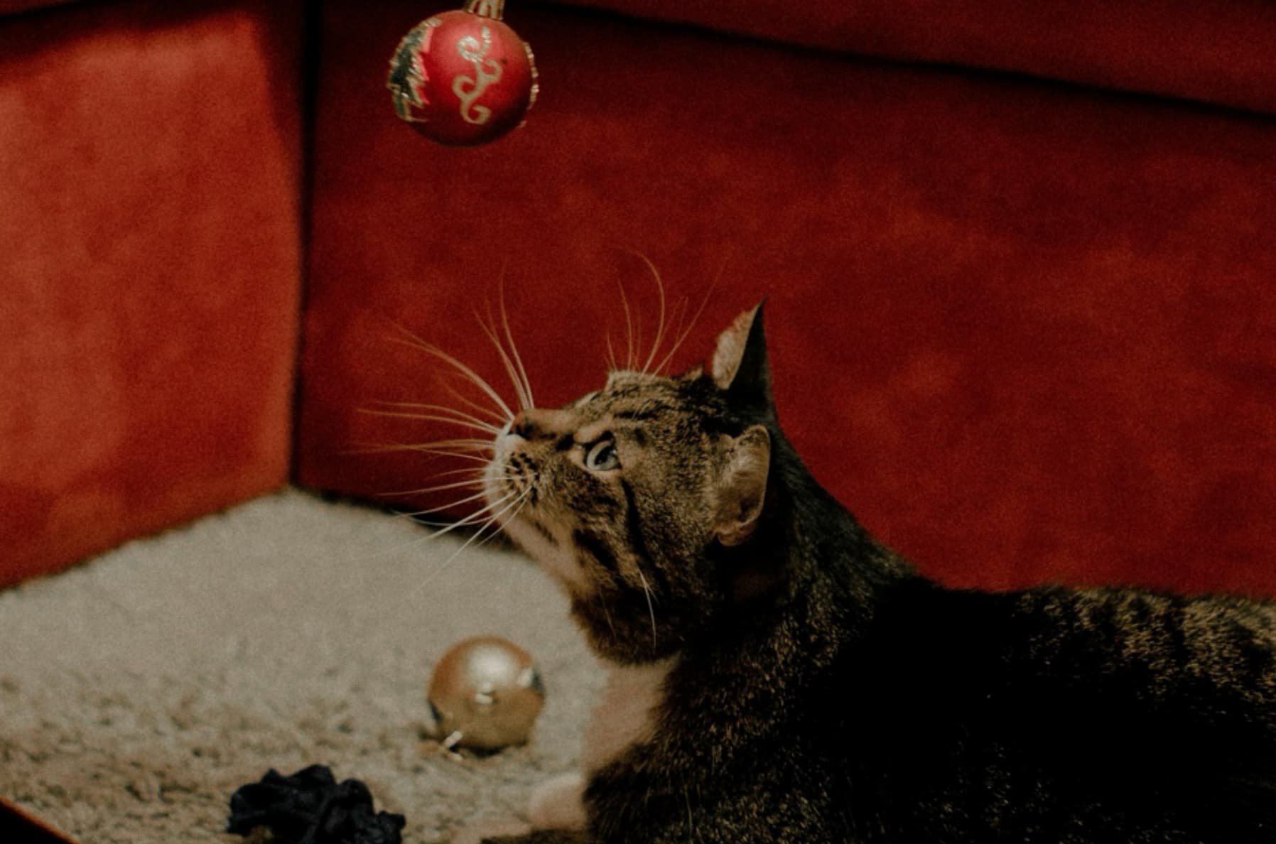 The Ultimate Holiday Gift Guide for Pets: Best Holiday Gifts for Dogs & Cats